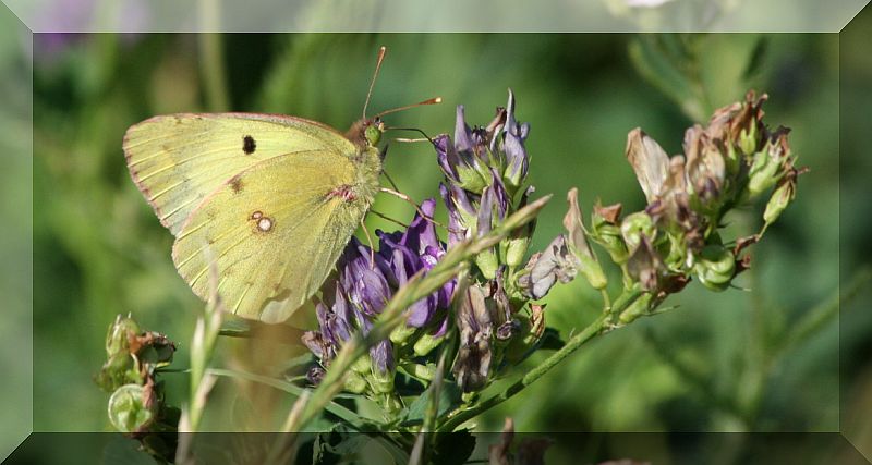 da identificare - Colias sp.